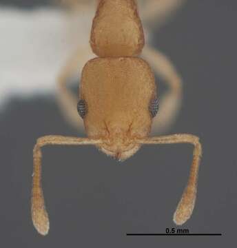 Image of Myrmicinae