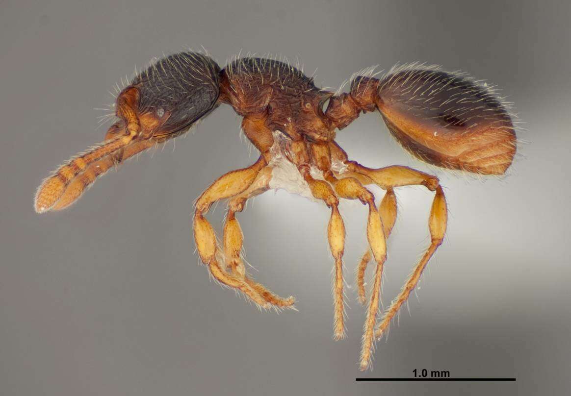 Image de Myrmecina