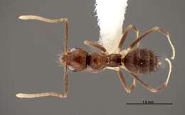 Image of Ant