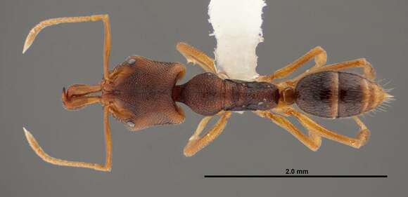 Image of Ant