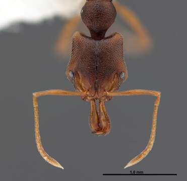 Image of Ant