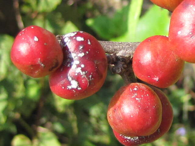 Image of Gymnosporia wightiana (Babu) R. S. Rao