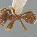 صورة Eurhopalothrix clypeata Brown & Kempf 1960