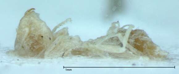 Imagem de Brachymyrmex australis Forel 1901