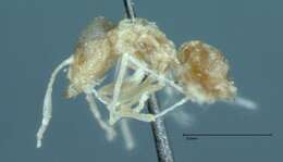 Imagem de Brachymyrmex australis Forel 1901