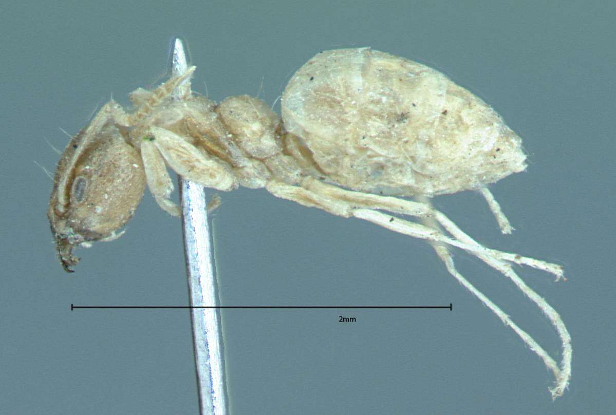 Technomyrmex pratensis (Smith 1860) resmi