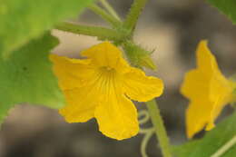 Image of Cucumis sativus var. hardwickii (Royle) Alef.