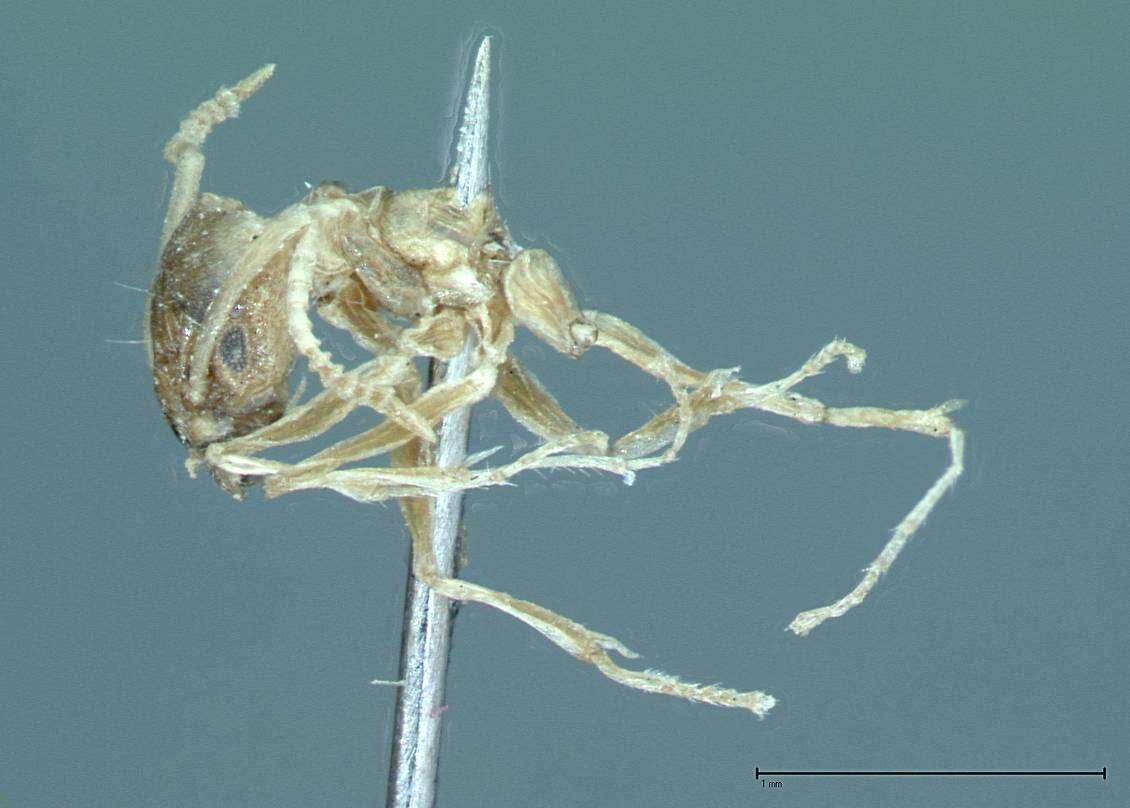 Technomyrmex pratensis (Smith 1860) resmi