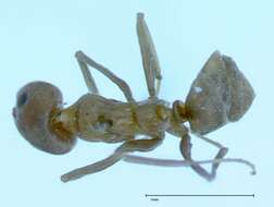 Plancia ëd Iridomyrmex chasei Forel 1902