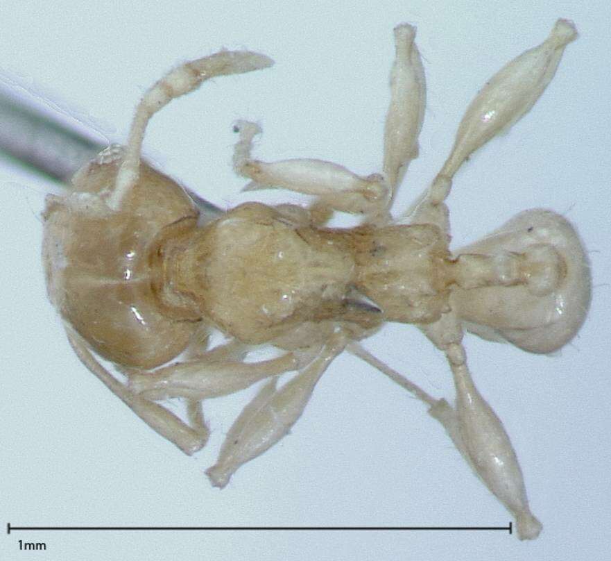 Image of Pheidole braueri Forel 1897