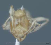 Image of Pheidole braueri Forel 1897