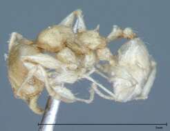 Image of Pheidole braueri Forel 1897