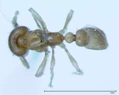 Image of Pheidole