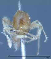 Image of Pheidole