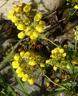 Image of Calceolaria crenata Lam.