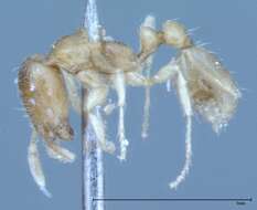 Image of Pheidole