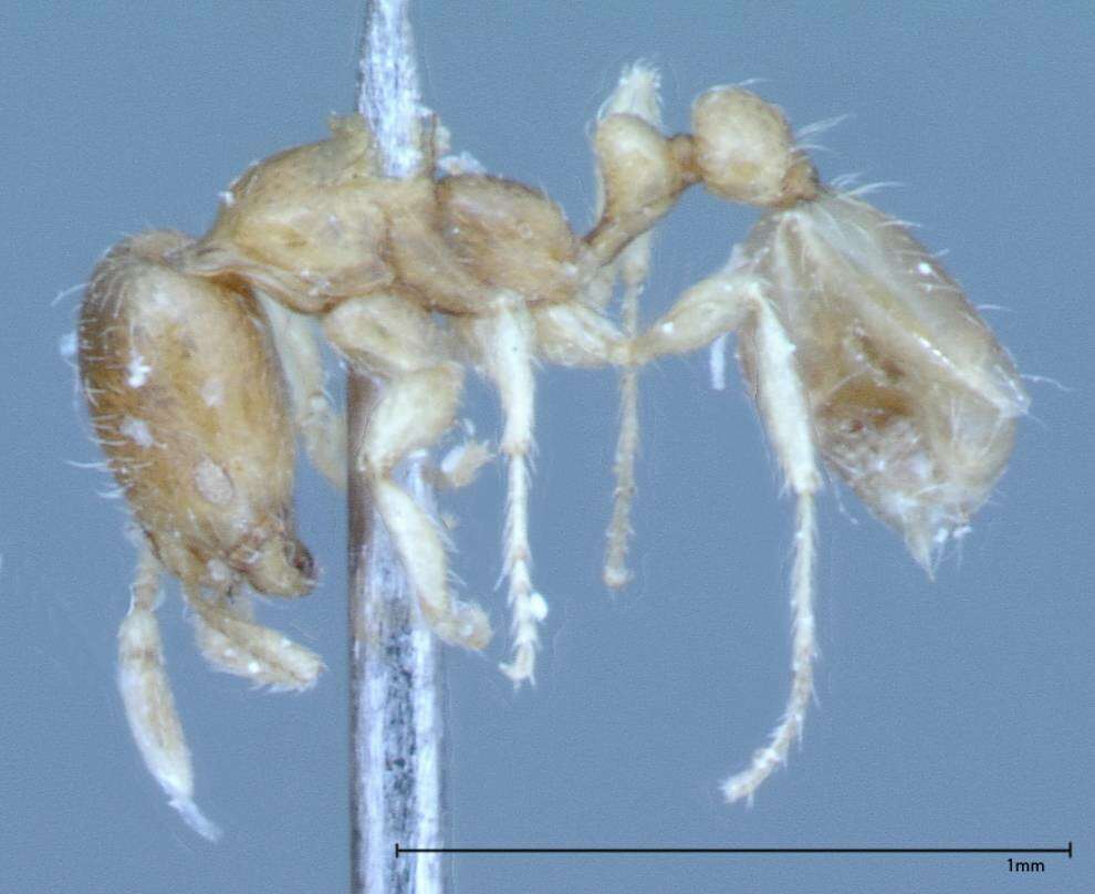 Image of Pheidole