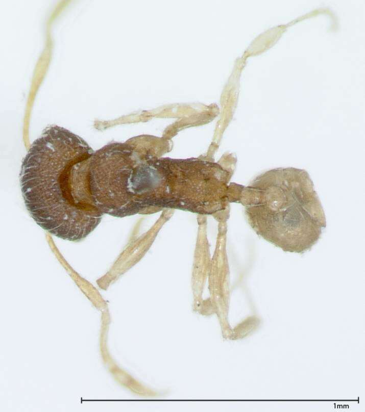 Image of Pheidole