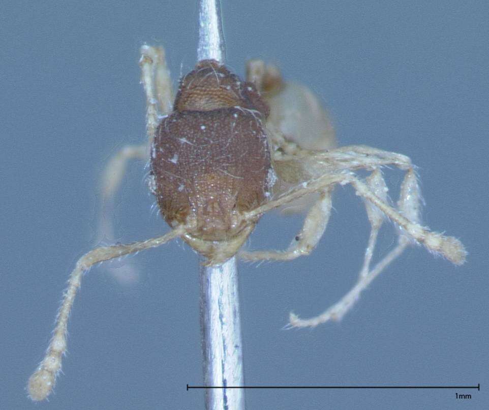 Image of Pheidole