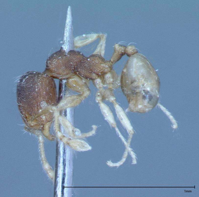 Image of Pheidole