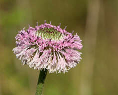 Image of grassleaf Barbara's buttons