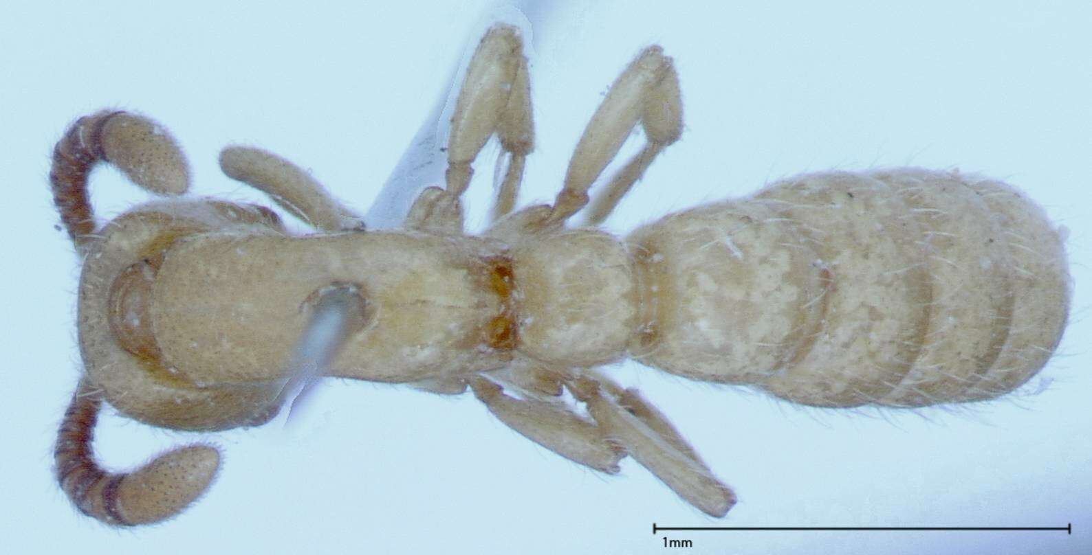 Image of Zasphinctus