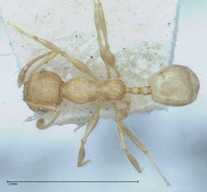 Image of Pheidole bambusarum Forel 1908