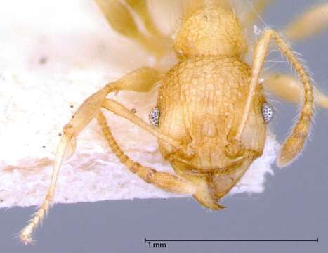 Image of Pheidole bambusarum Forel 1908