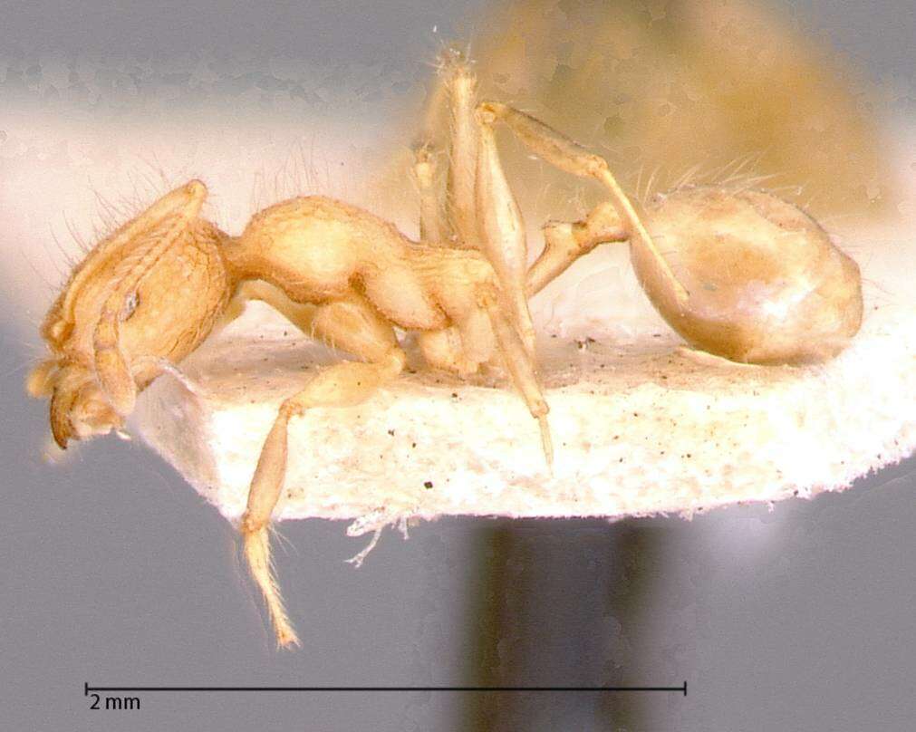 Image of Pheidole bambusarum Forel 1908