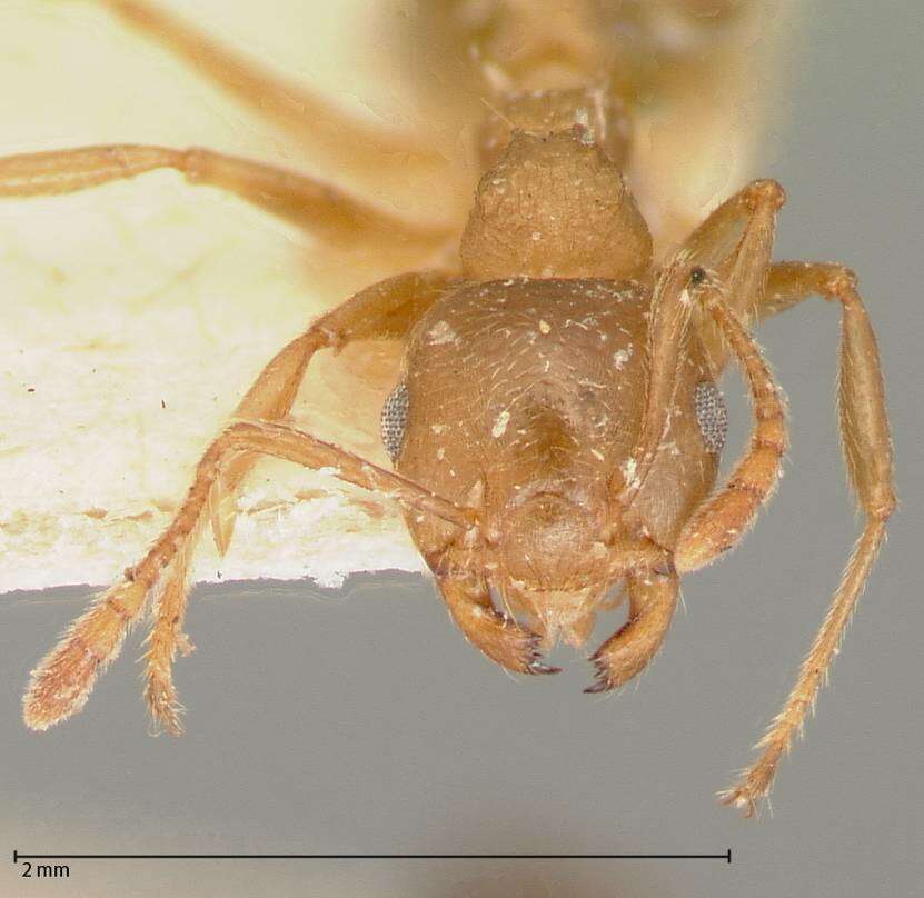 Image of Crematogaster rogenhoferi Mayr 1879