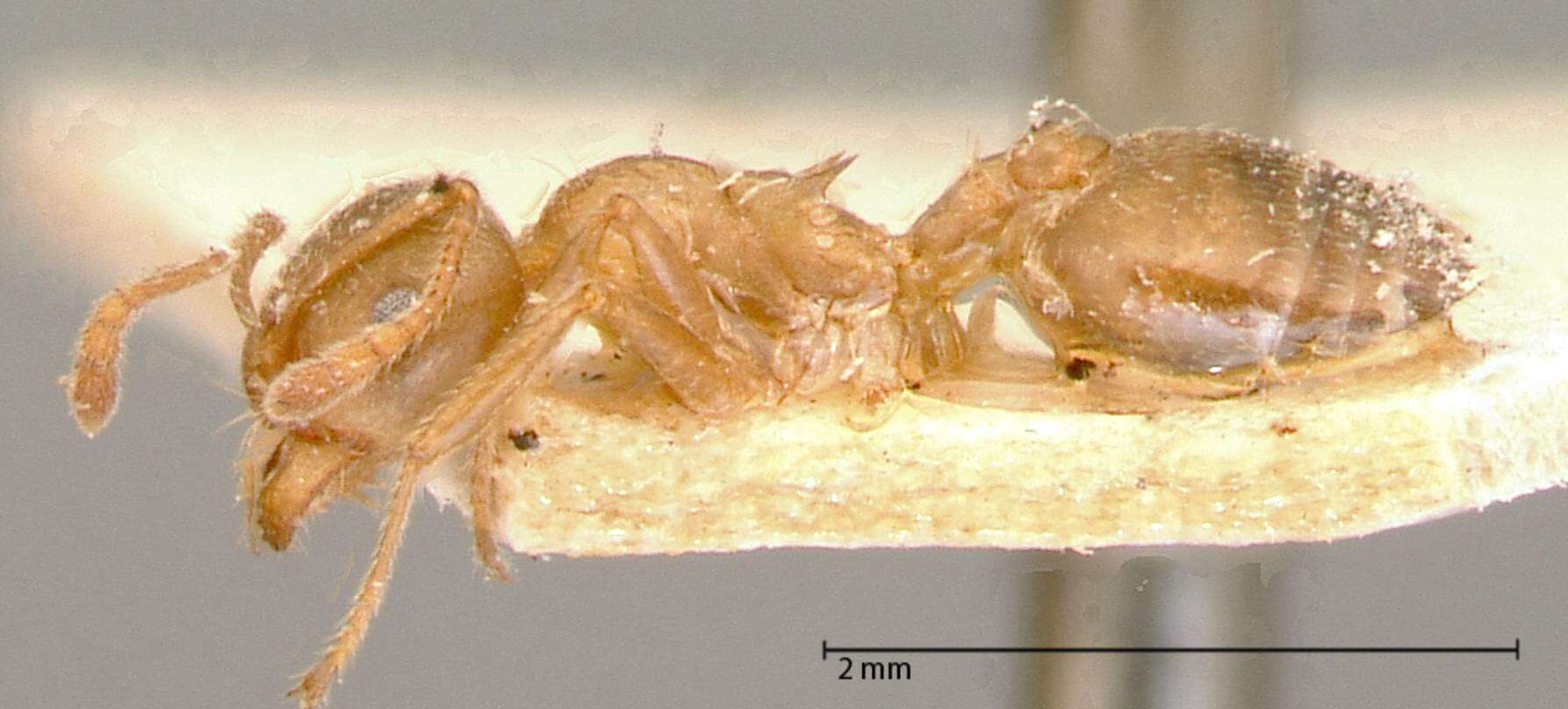 Image of Crematogaster rogenhoferi Mayr 1879