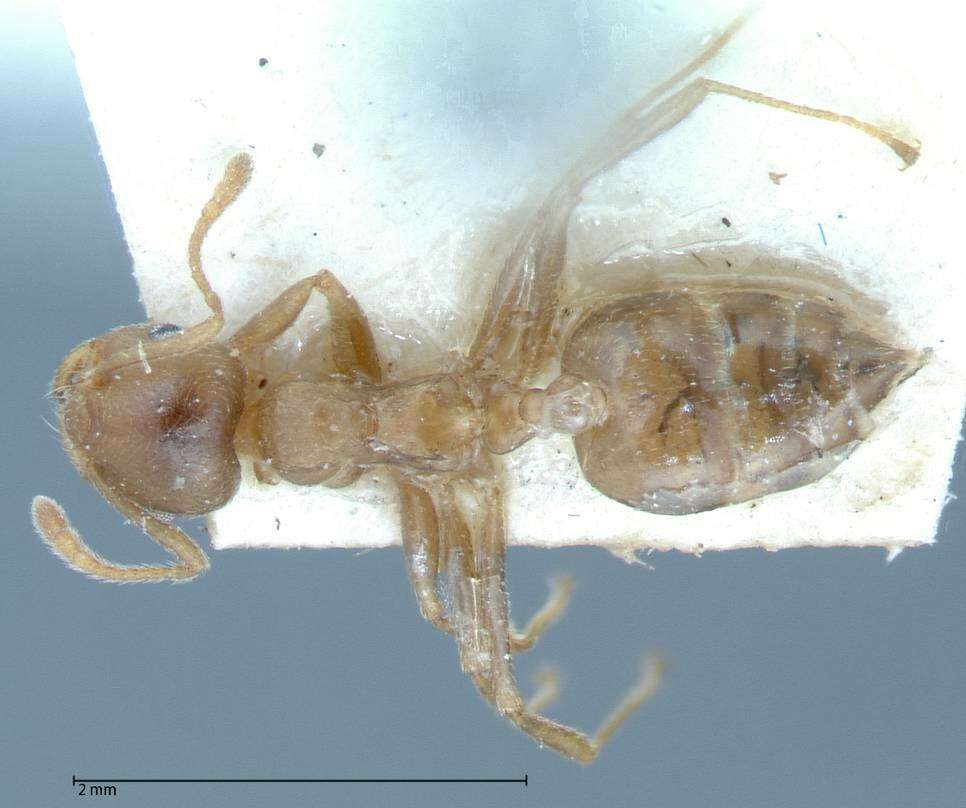 Image of Crematogaster rogenhoferi Mayr 1879