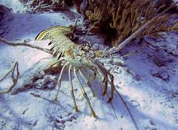 Image of Caribbean Spiny Lobster