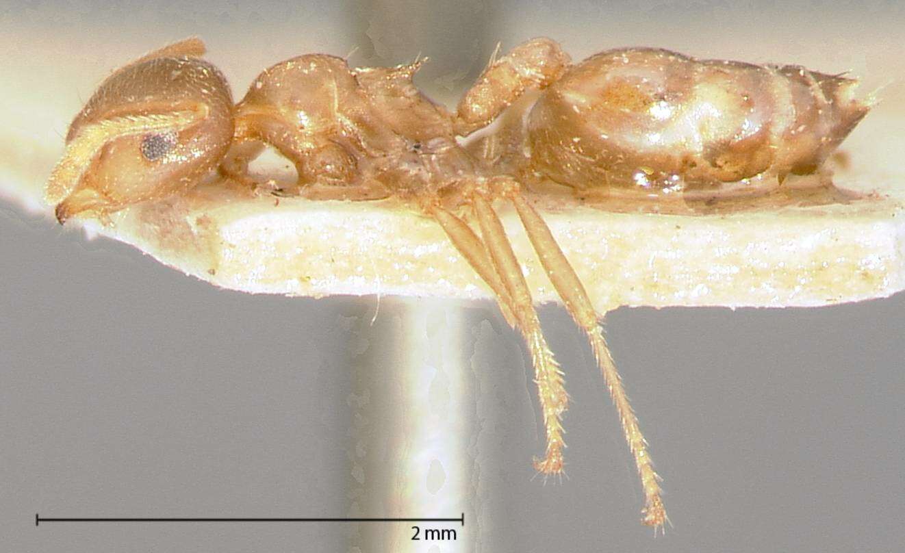 Image of Crematogaster rogenhoferi Mayr 1879