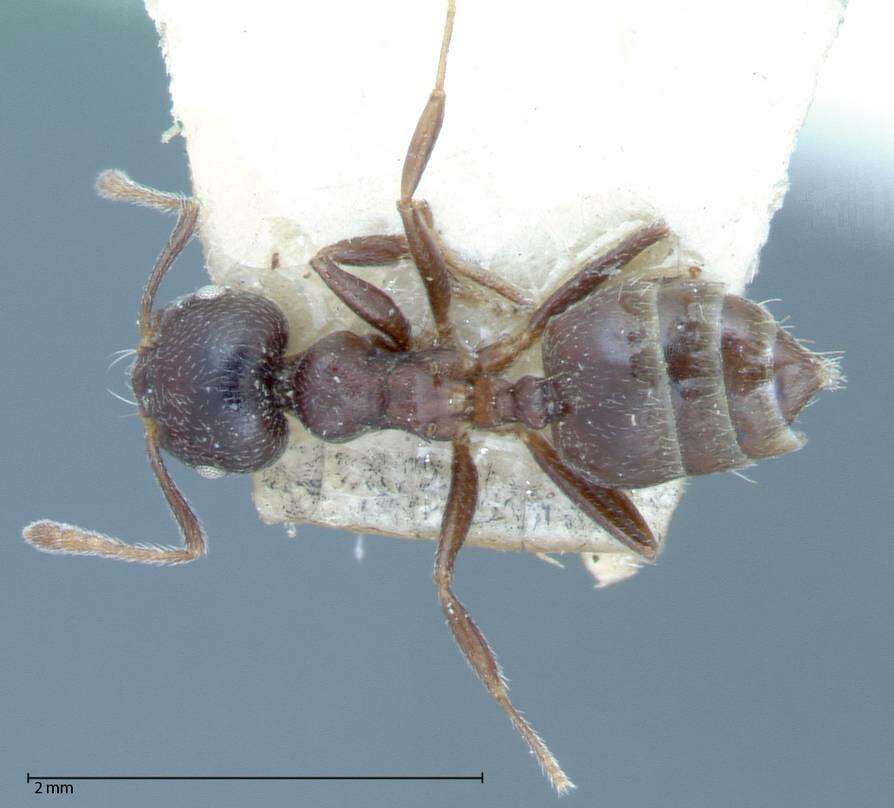 Image of Crematogaster theta Forel 1911