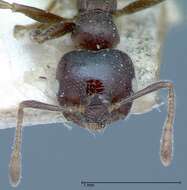 Image of Crematogaster theta Forel 1911