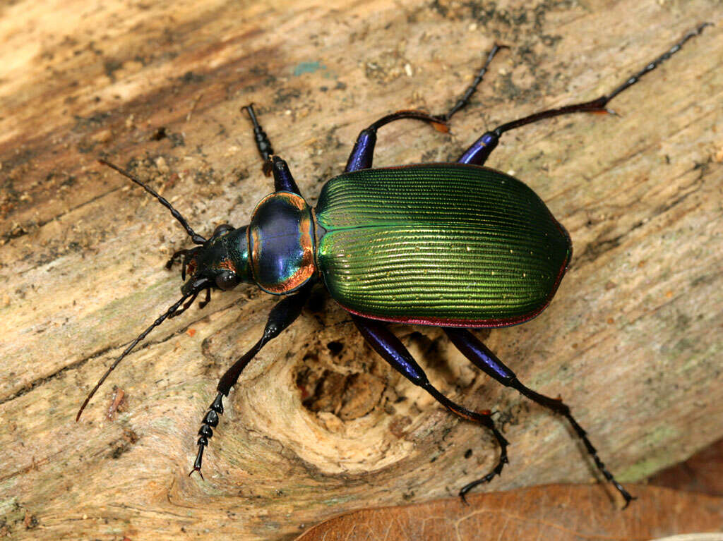 Imagem de Calosoma (Calosoma) scrutator (Fabricius 1775)