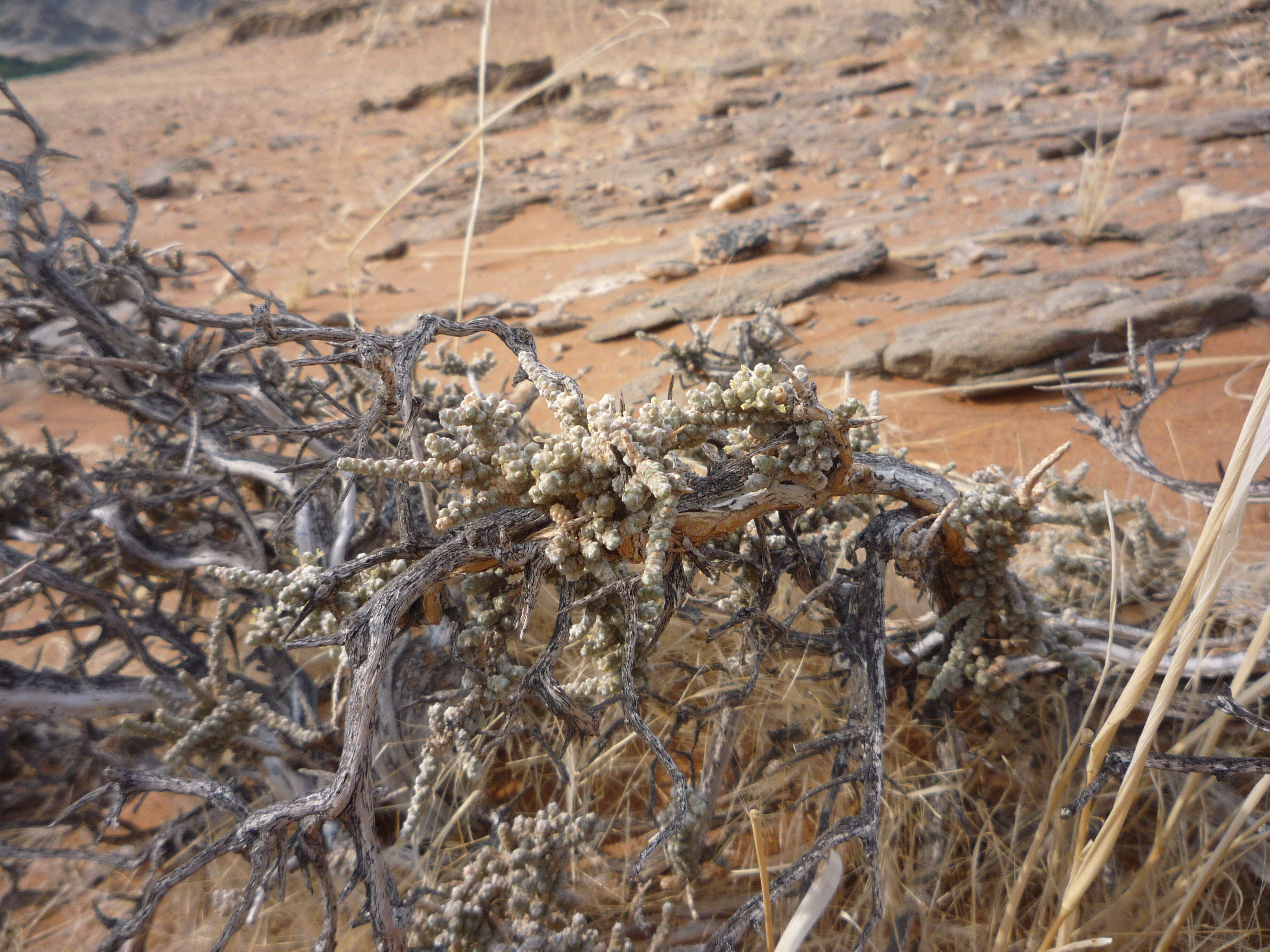 Image of Caroxylon tuberculatum (Fenzl ex Moq.) Theodorova