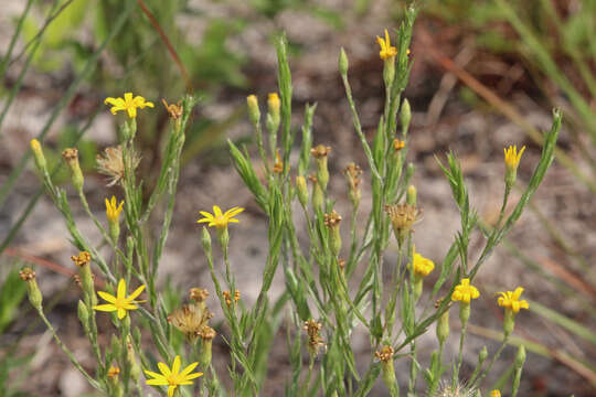 Image de Pityopsis graminifolia (Michx.) Nutt.