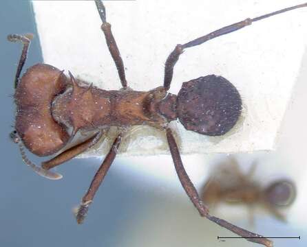 Image of Acromyrmex heyeri (Forel 1899)