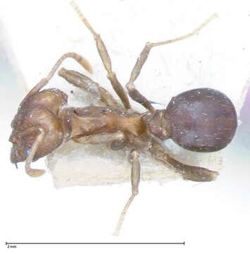 Image of Acromyrmex heyeri (Forel 1899)