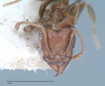 Image of Acromyrmex heyeri (Forel 1899)