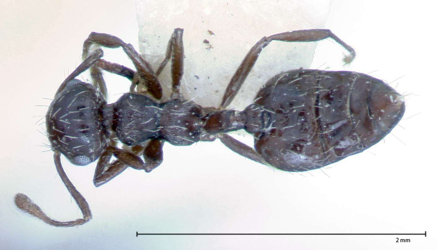 Image of Crematogaster montezumia Smith 1858