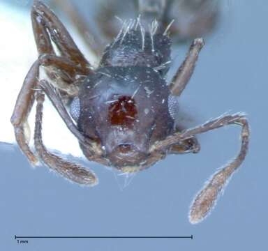 Image of Crematogaster montezumia Smith 1858