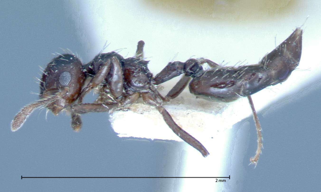 Image of Crematogaster montezumia Smith 1858