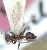 Image of Crematogaster montezumia Smith 1858