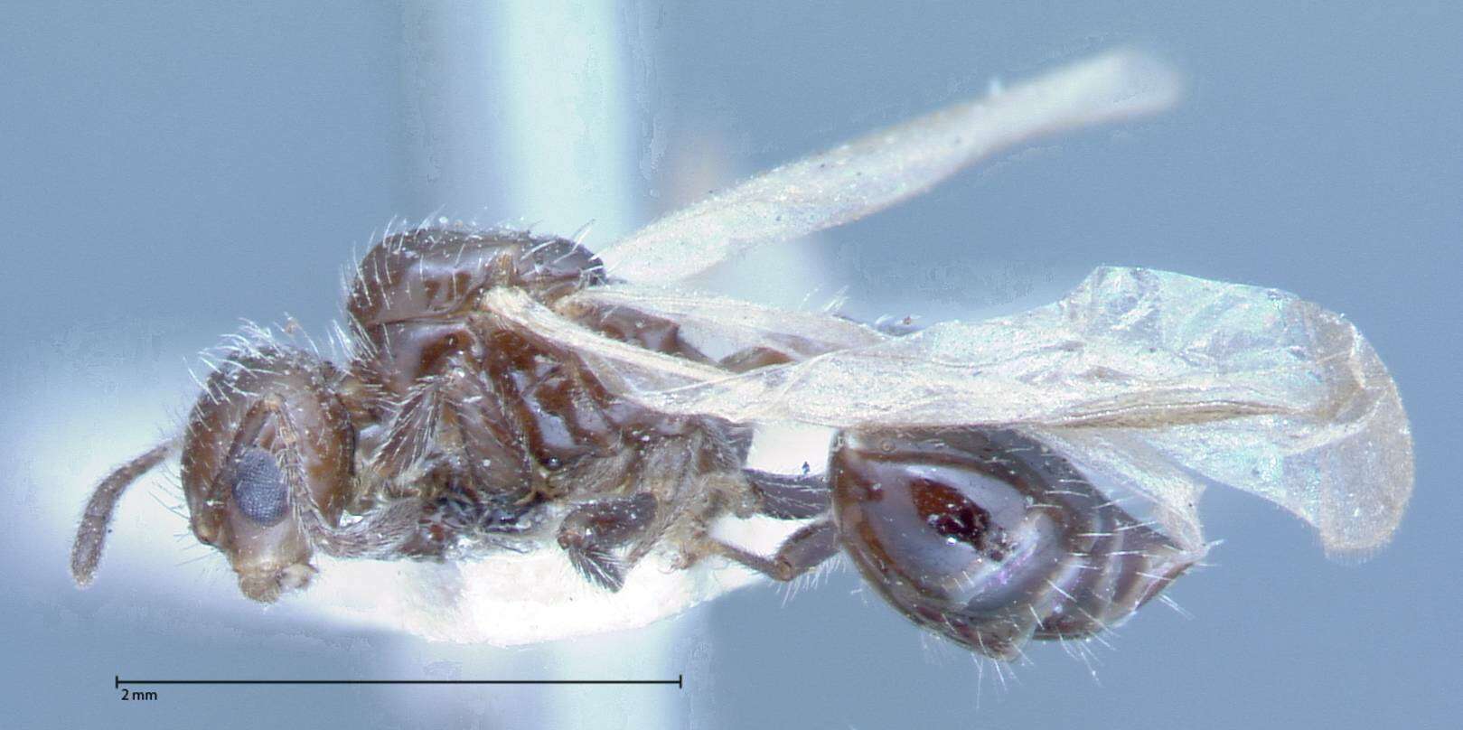 Image of Crematogaster montezumia Smith 1858