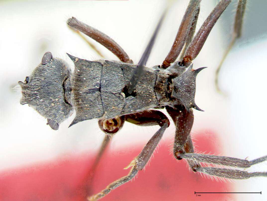 Image of Polyrhachis vigilans Smith 1858