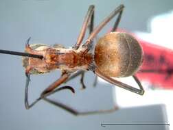 Image of Polyrhachis mindanaensis Emery 1923