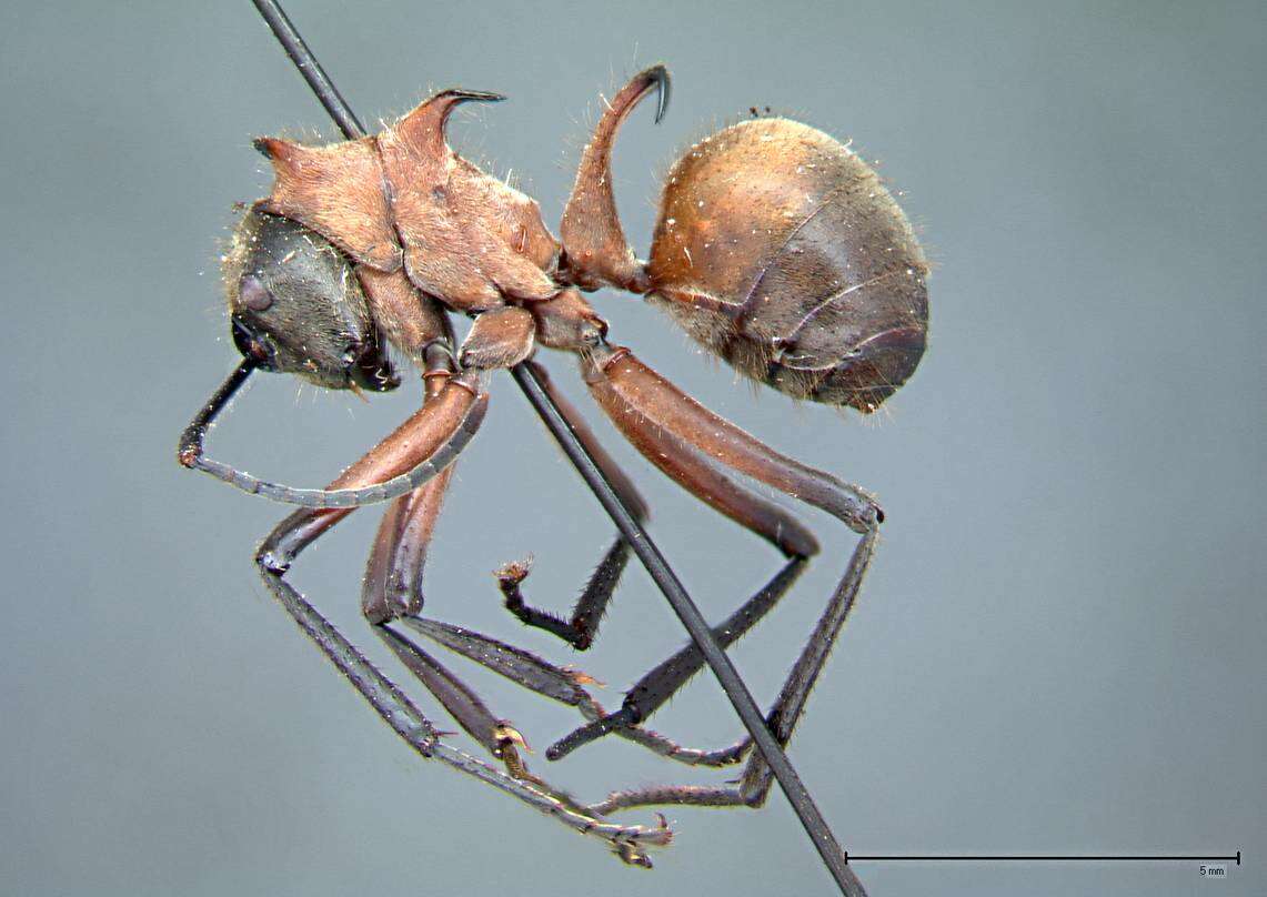 Image of Polyrhachis mindanaensis Emery 1923